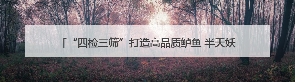 “四检三筛”打造高品质鲈鱼 半天妖携手闽威助力福鼎渔业实现产业升级
