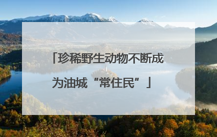 珍稀野生动物不断成为油城“常住民”