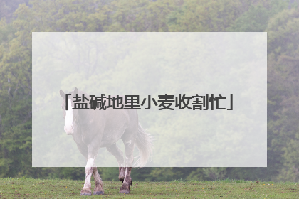 盐碱地里小麦收割忙