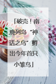 破壳！南麂列岛“神话之鸟”孵出今年首只小雏鸟