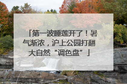 第一波睡莲开了！暑气渐浓，沪上公园打翻大自然“调色盘”