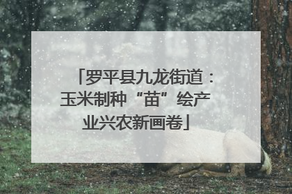 罗平县九龙街道：玉米制种“苗”绘产业兴农新画卷