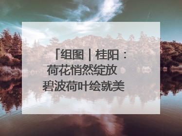 组图｜桂阳：荷花悄然绽放 碧波荷叶绘就美好夏日画卷