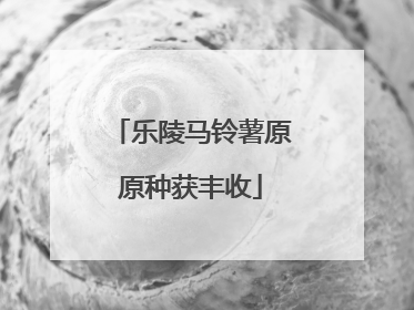 乐陵马铃薯原原种获丰收
