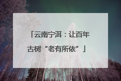 云南宁洱：让百年古树“老有所依”