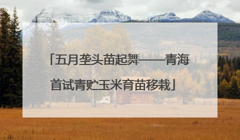 五月垄头苗起舞——青海首试青贮玉米育苗移栽