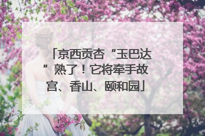 京西贡杏“玉巴达”熟了！它将牵手故宫、香山、颐和园