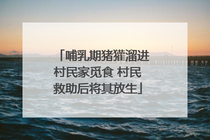 哺乳期猪獾溜进村民家觅食 村民救助后将其放生