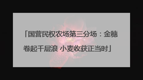 国营民权农场第三分场：金穗卷起千层浪 小麦收获正当时