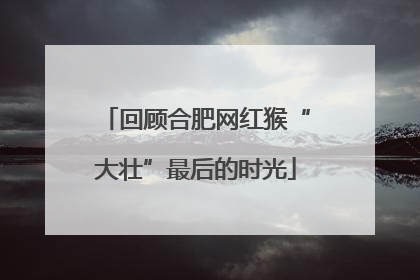 回顾合肥网红猴“大壮”最后的时光