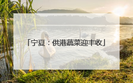 宁夏：供港蔬菜迎丰收