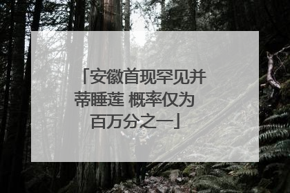 安徽首现罕见并蒂睡莲 概率仅为百万分之一