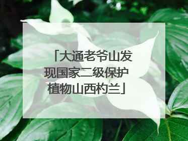 大通老爷山发现国家二级保护植物山西杓兰