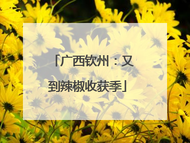 广西钦州：又到辣椒收获季