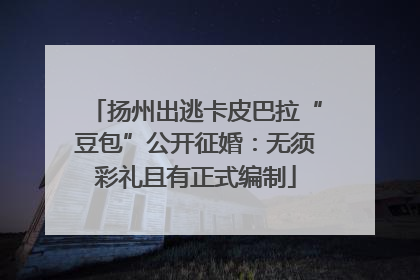 扬州出逃卡皮巴拉“豆包”公开征婚：无须彩礼且有正式编制
