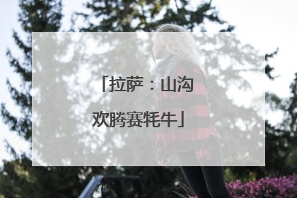 拉萨：山沟欢腾赛牦牛