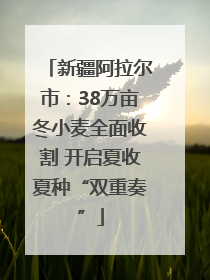 新疆阿拉尔市：38万亩冬小麦全面收割 开启夏收夏种“双重奏”