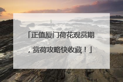 正值厦门荷花观赏期，赏荷攻略快收藏！