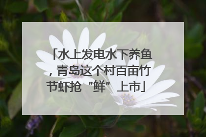 水上发电水下养鱼，青岛这个村百亩竹节虾抢“鲜”上市