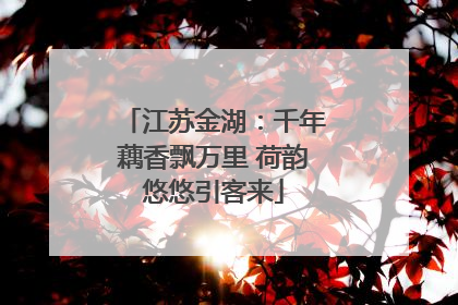 江苏金湖：千年藕香飘万里 荷韵悠悠引客来
