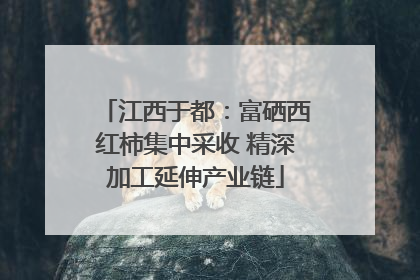 江西于都：富硒西红柿集中采收 精深加工延伸产业链