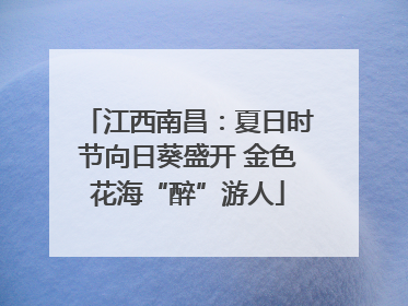 江西南昌：夏日时节向日葵盛开 金色花海“醉”游人