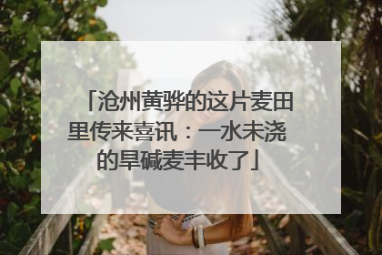 沧州黄骅的这片麦田里传来喜讯：一水未浇的旱碱麦丰收了