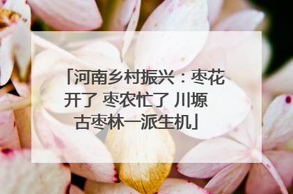 河南乡村振兴：枣花开了 枣农忙了 川塬古枣林一派生机