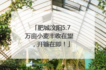 肥城汶阳5.7万亩小麦丰收在望，开镰在即！