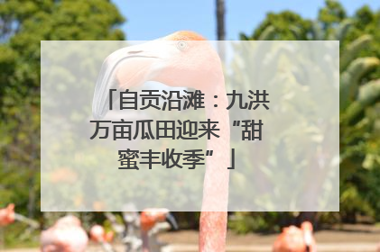 自贡沿滩：九洪万亩瓜田迎来“甜蜜丰收季”