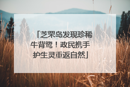 芝罘岛发现珍稀牛背鹭！政民携手护生灵重返自然