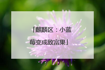 麒麟区：小蓝莓变成致富果