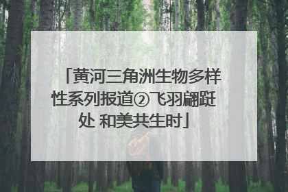 黄河三角洲生物多样性系列报道②飞羽翩跹处 和美共生时