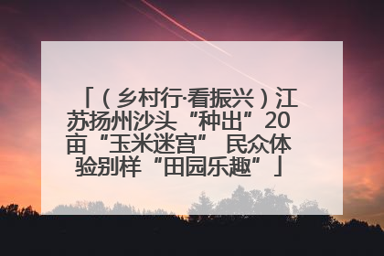 （乡村行·看振兴）江苏扬州沙头“种出”20亩“玉米迷宫” 民众体验别样“田园乐趣”